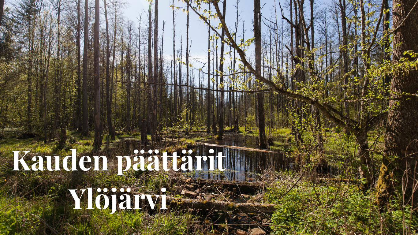 Metsä, keskellä pieni lampi