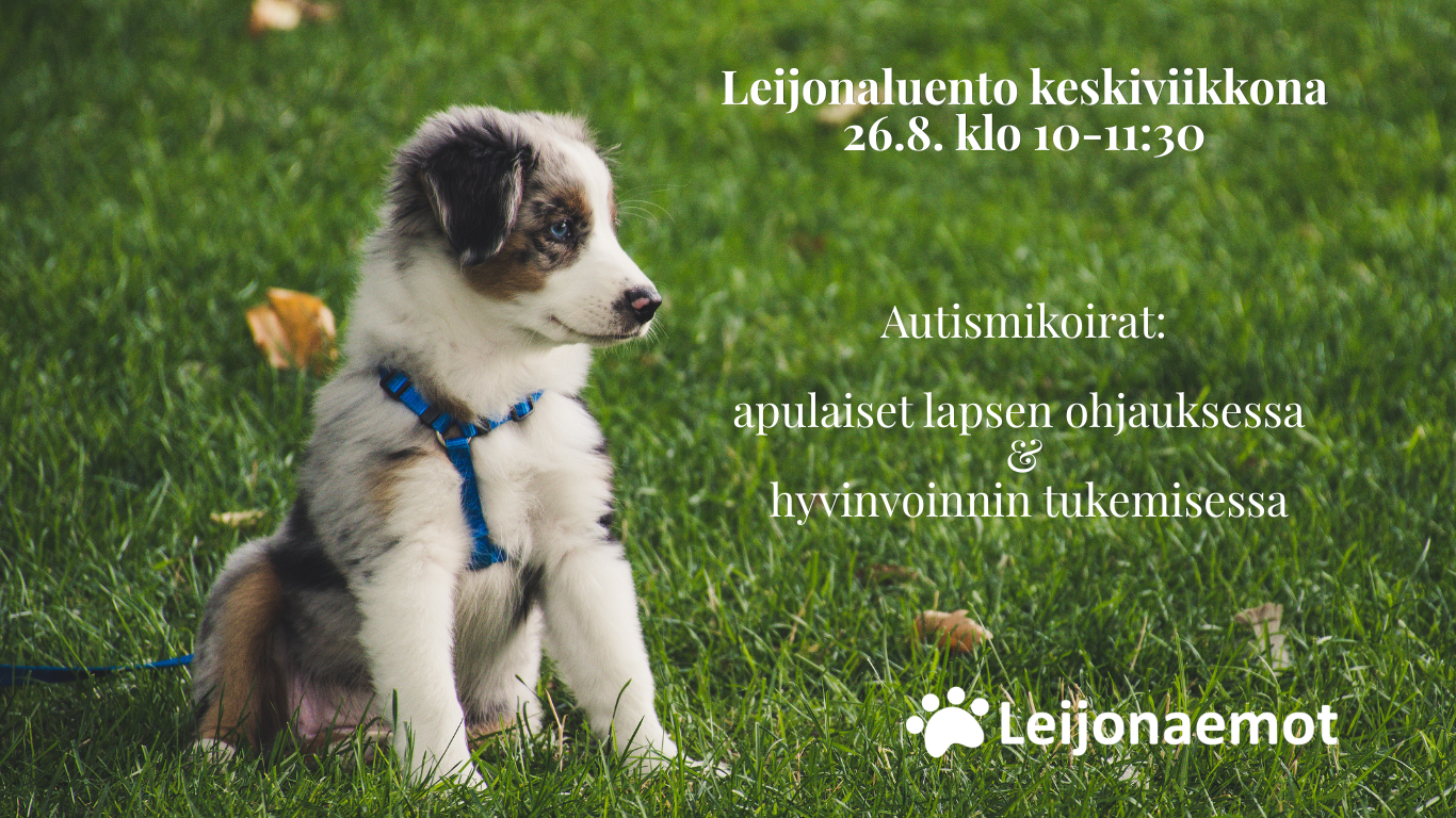 Mainoskuva Leijonaluennosta. Kuvassa pieni pentukoira istuu vihreällä nurmikolla siniset valjaat päällään. Kuvan oikealla puolella on teksti "Leijonaluento keskiviikkona 26.8. klo 10-11:30. Autismikoirat: apulaiset lapsen ohjauksessa ja hyvinvoinnin tukemisessa. Alareunassa on leijonaemot ry:n logo